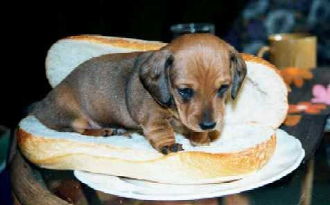 Hunde Sandwich.jpg
