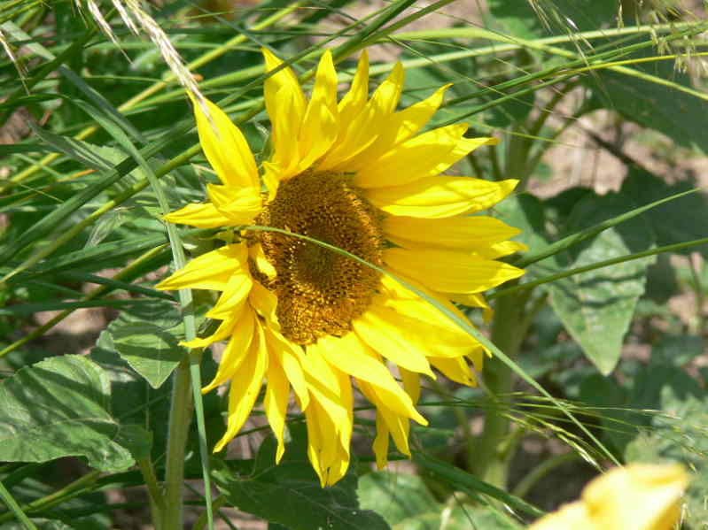 Sonnenblume für Matz.JPG