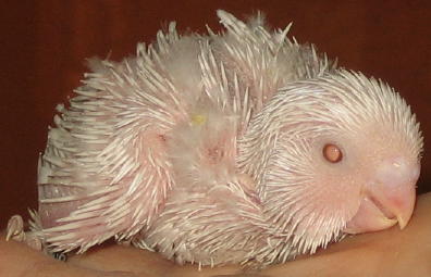 der kleinste aus Nest 2, Albino