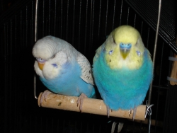 Charlie(links) und Mickie(rechts) auf der Schaukel