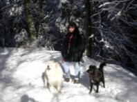 sandi,kimba und amica im schnee.jpg