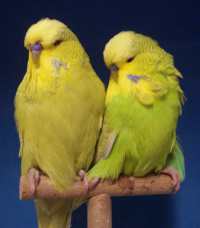 2 Gelbe Hähne (2,0) - Brüder - beides noch Babys. Links ein Graugrün-Gelber und rechts ein Hellgrün-Gelber.